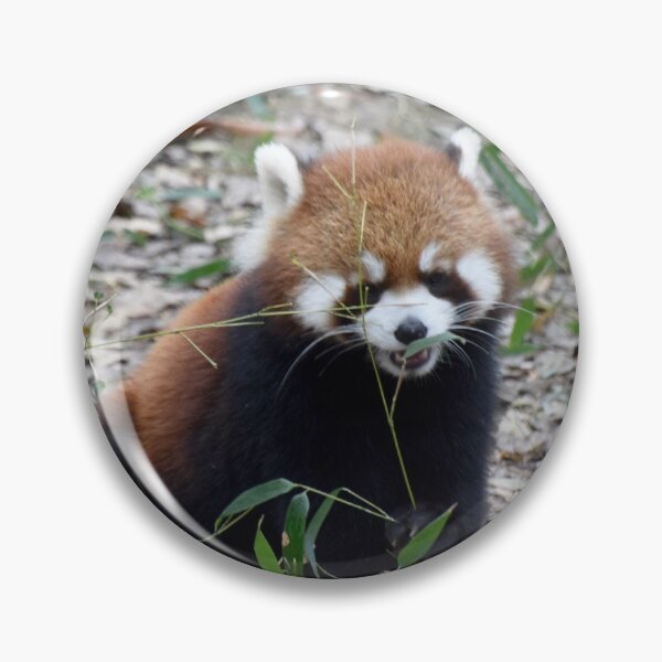 Item preview, Red Panda at the Cincinnati Zoo designed and sold by Zoo and Nature Photography by Karie.
