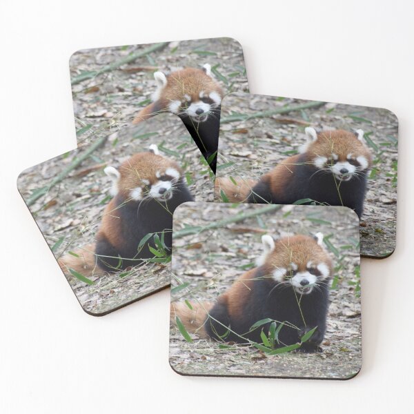 Item preview, Red Panda at the Cincinnati Zoo designed and sold by Zoo and Nature Photography by Karie.