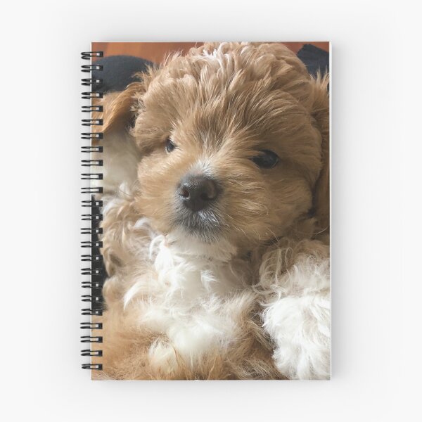Item preview, Shih-poo puppy  designed and sold by Misfit-Prints.