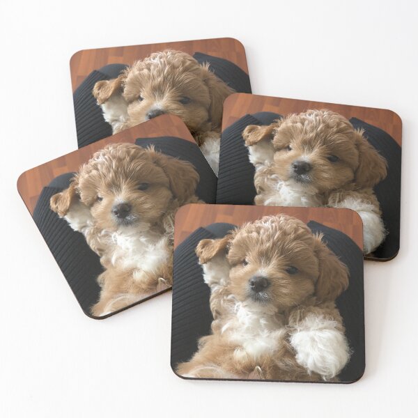 Item preview, Shih-poo puppy  designed and sold by Misfit-Prints.