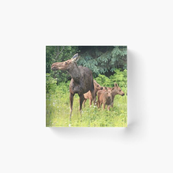 Item preview, Moose familia designed and sold by zumi.