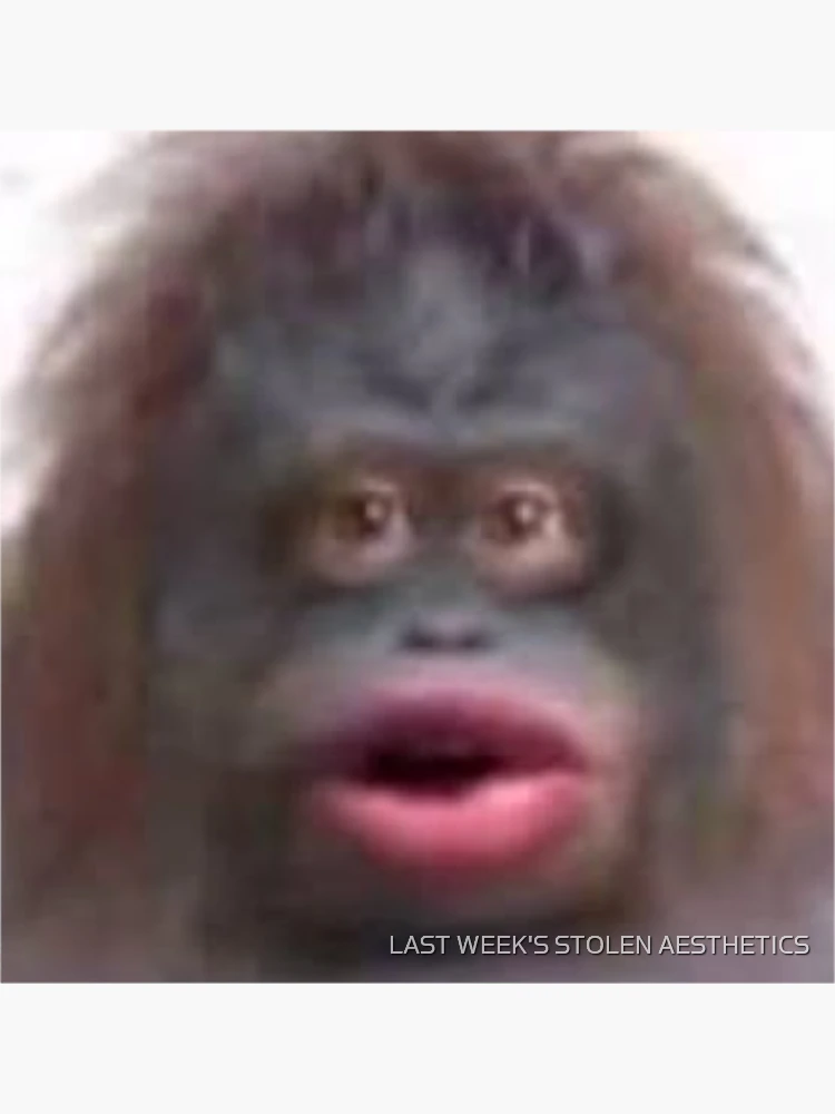 long monkey face meme｜TikTok Search