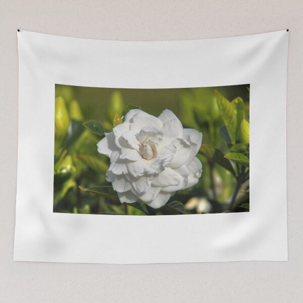 Item preview, Gardenia designed and sold by zumi.
