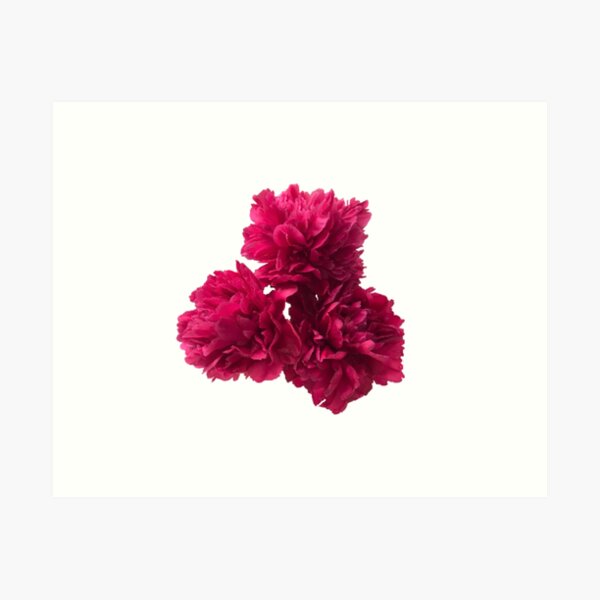 Item preview, Hot Pink Peonies in Full Bloom Close-up designed and sold by InalterataArt.