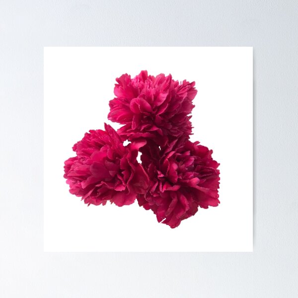 Item preview, Hot Pink Peonies in Full Bloom Close-up designed and sold by InalterataArt.