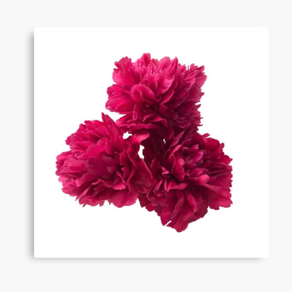 Item preview, Hot Pink Peonies in Full Bloom Close-up designed and sold by InalterataArt.