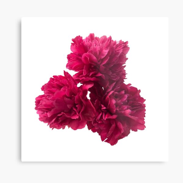 Item preview, Hot Pink Peonies in Full Bloom Close-up designed and sold by InalterataArt.