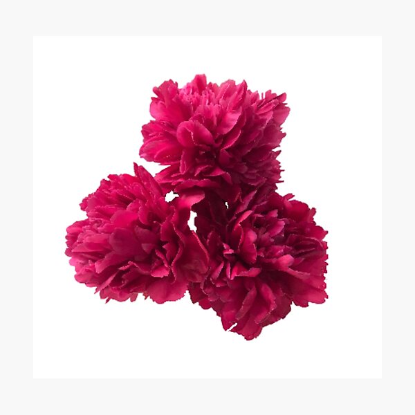 Item preview, Hot Pink Peonies in Full Bloom Close-up designed and sold by InalterataArt.