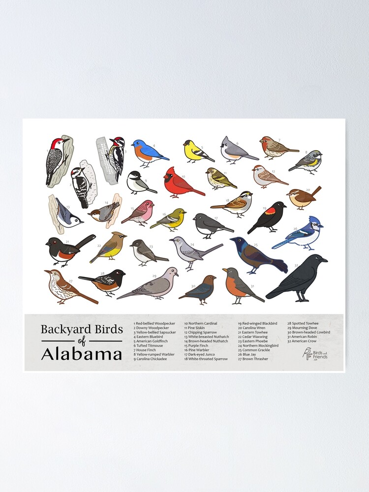 "Alabama - Backyard Birds of Alabama Field Guide Print - Bird Art Print