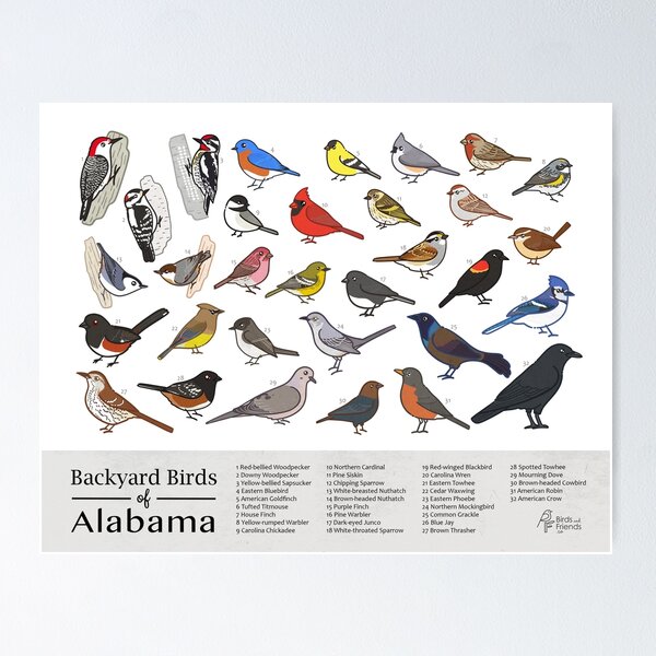 Item preview, Alabama - Backyard Birds of Alabama Field Guide Print - Bird Art Print - BirdsandFriends.co designed and sold by BirdsandFriends.