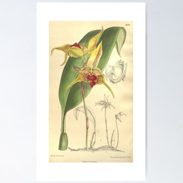 Item preview, Bulbophyllum uniflorum (as Bulbophyllum galbinum) Curtis' 134 (Ser. 4 no. 4) pl. 8216 (1908) designed and sold by EsotericBotanic.
