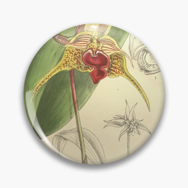 Item preview, Bulbophyllum uniflorum (as Bulbophyllum galbinum) Curtis' 134 (Ser. 4 no. 4) pl. 8216 (1908) designed and sold by EsotericBotanic.