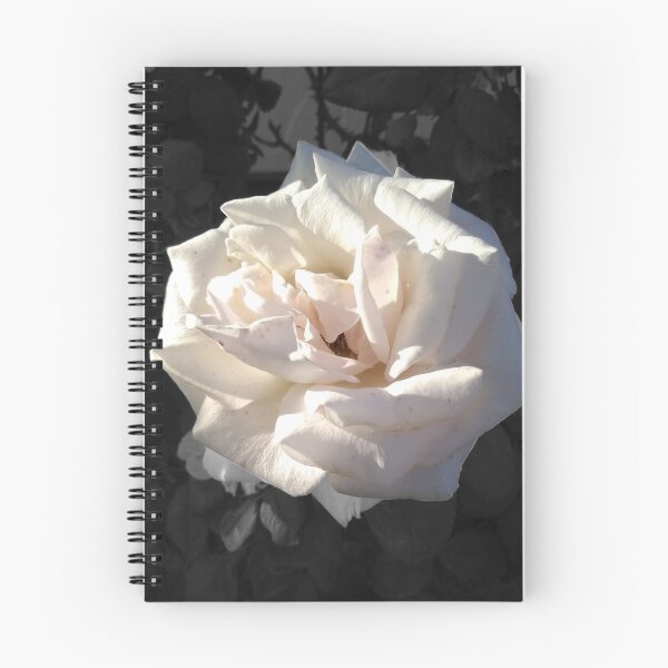 Artikelvorschau, Weiße Rose mit Sonnenschein und Schwarzweiss-Hintergrund entworfen und verkauft von RichardDLC.