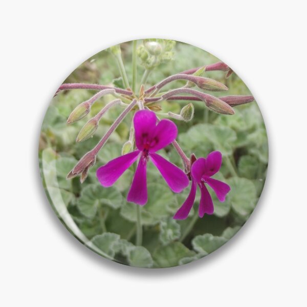 Item preview, Little pink pelargonium designed and sold by greentiger1.