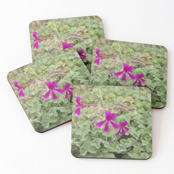Item preview, Little pink pelargonium designed and sold by greentiger1.