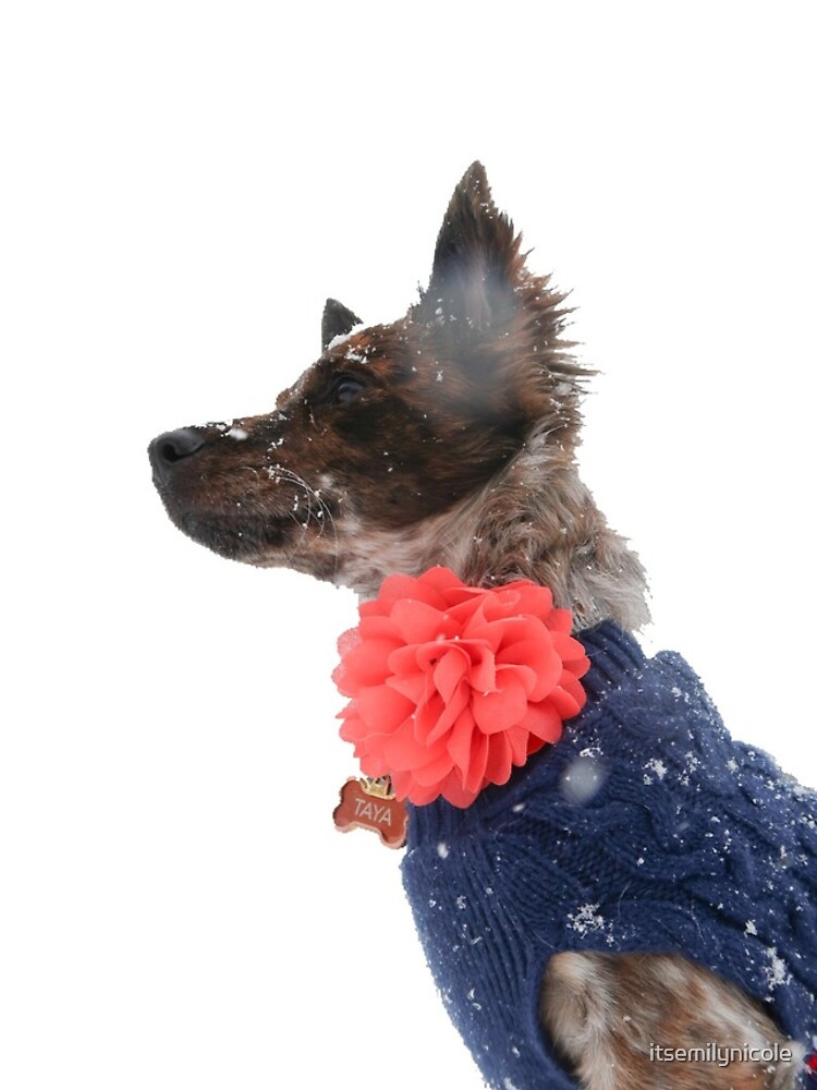 dogpile shock collar