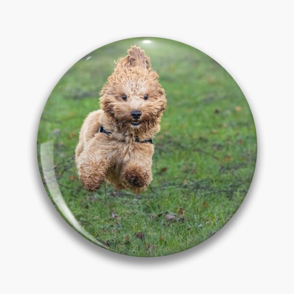 Item preview, Cavapoo joy designed and sold by AYatesPhoto.