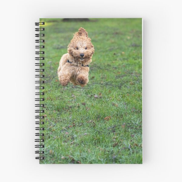 Item preview, Cavapoo joy designed and sold by AYatesPhoto.