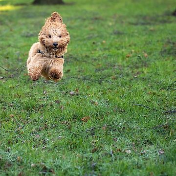 Artwork thumbnail, Cavapoo joy by AYatesPhoto