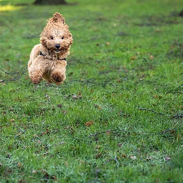 Artwork thumbnail, Cavapoo joy by AYatesPhoto