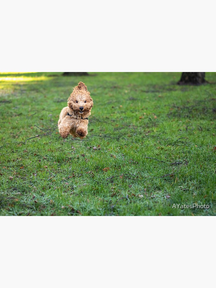 Thumbnail 3 of 3, Sticker, Cavapoo joy designed and sold by AYatesPhoto.