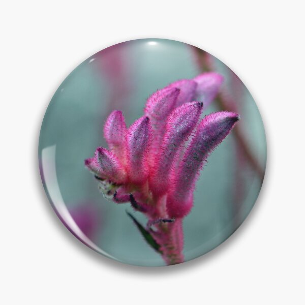Item preview, Bush Pearl Kangaroo Paw designed and sold by Cloudlingpics.