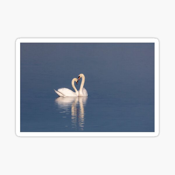 Valentine's swans Sticker