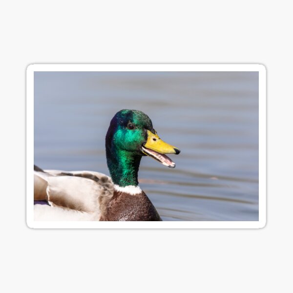 The happy duck Sticker