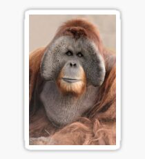 Male Sumatran Orangutan Sticker