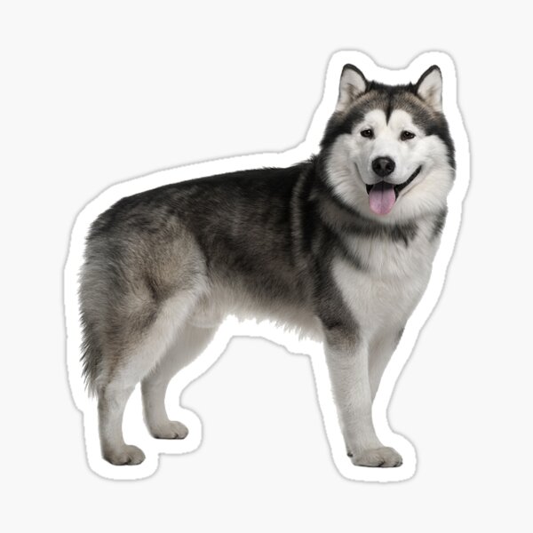 Husky Siberien Gifts Merchandise Redbubble Husky Siberien Gifts Merchandise Redbubble