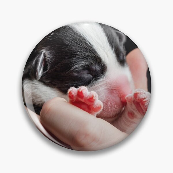 Artikelvorschau, The tiny newborn corgi puppy fits in a woman's palms. entworfen und verkauft von Alexander Sorokopud.