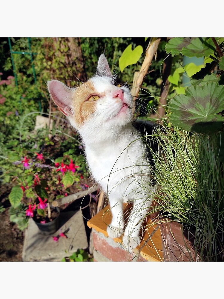 Glückskatze im Garten von Gourmetkater