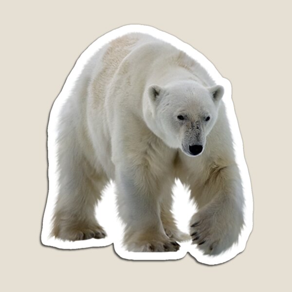 Aperçu de l'œuvre Ours polaire créée et vendue par DoodleDashCollective.