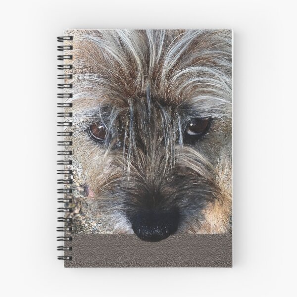 Artikelvorschau, Border-Terrier-Porträt entworfen und verkauft von Mary Taylor.