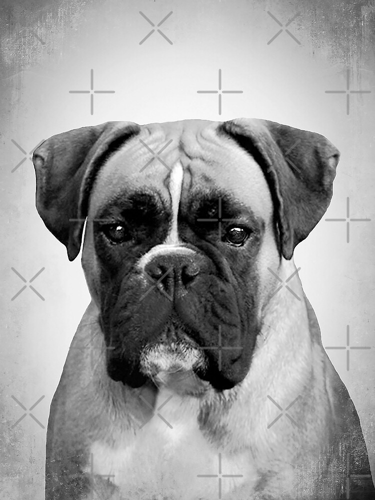 Chien Boxer BW Vintage D10 Poster