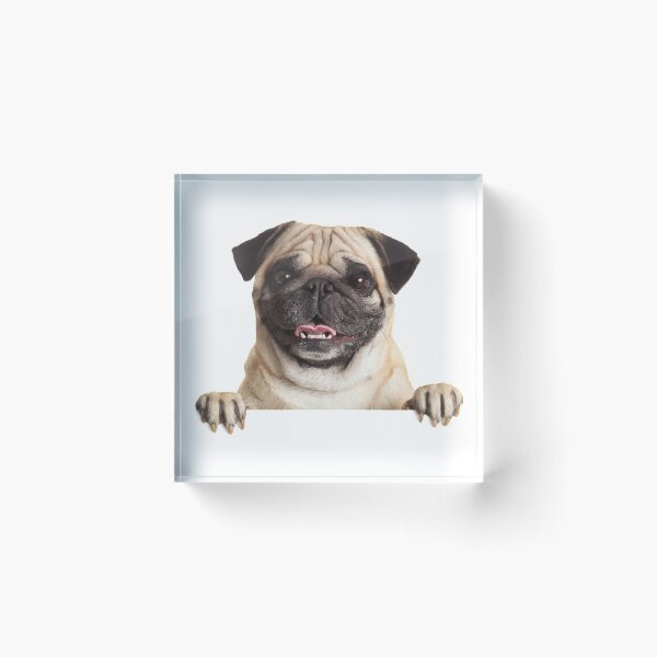 Item preview, Funny Pug designed and sold by DoodleDashCollective.