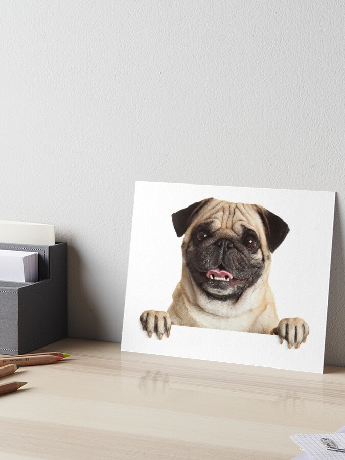 Funny Pug | Art Board Print
