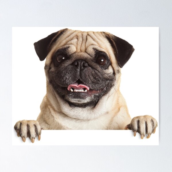 Item preview, Funny Pug designed and sold by DoodleDashCollective.