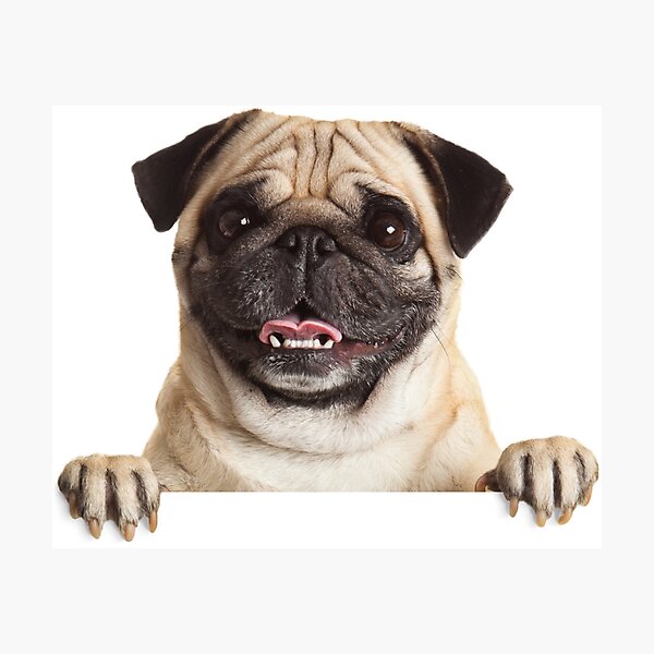 Item preview, Funny Pug designed and sold by DoodleDashCollective.
