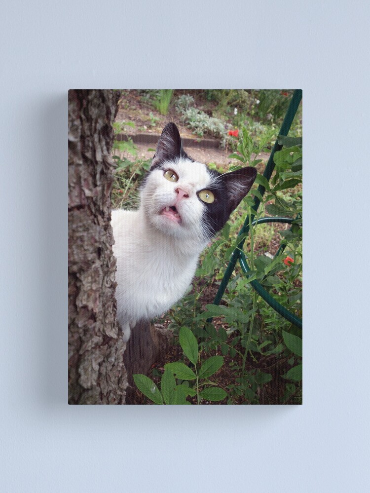 Alternative Ansicht von Kater Tim Leinwanddruck