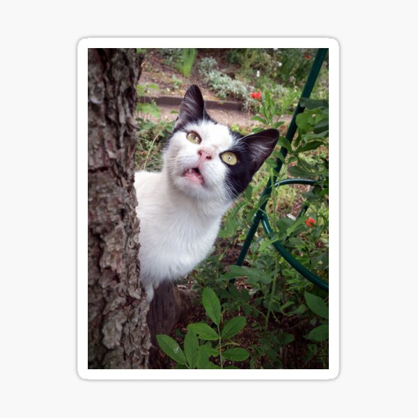 Kater Tim Sticker