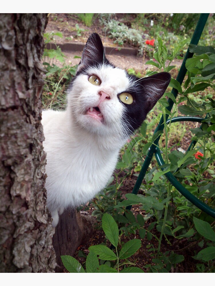 Kater Tim von Gourmetkater
