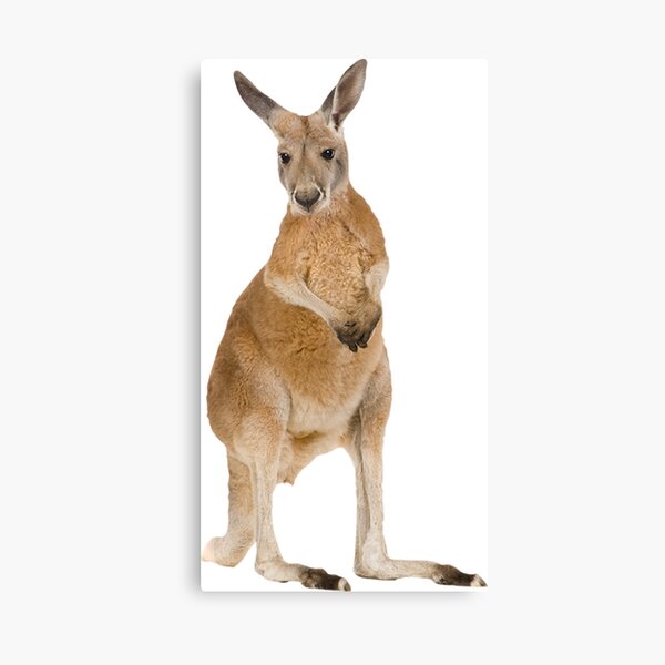 Item preview, Red Kangaroo designed and sold by DoodleDashCollective.
