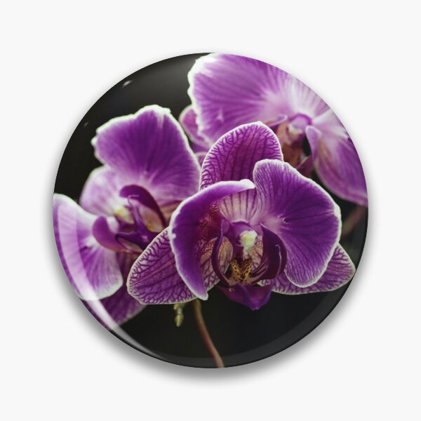 Item preview, Phalaenopsis designed and sold by jimmylu.