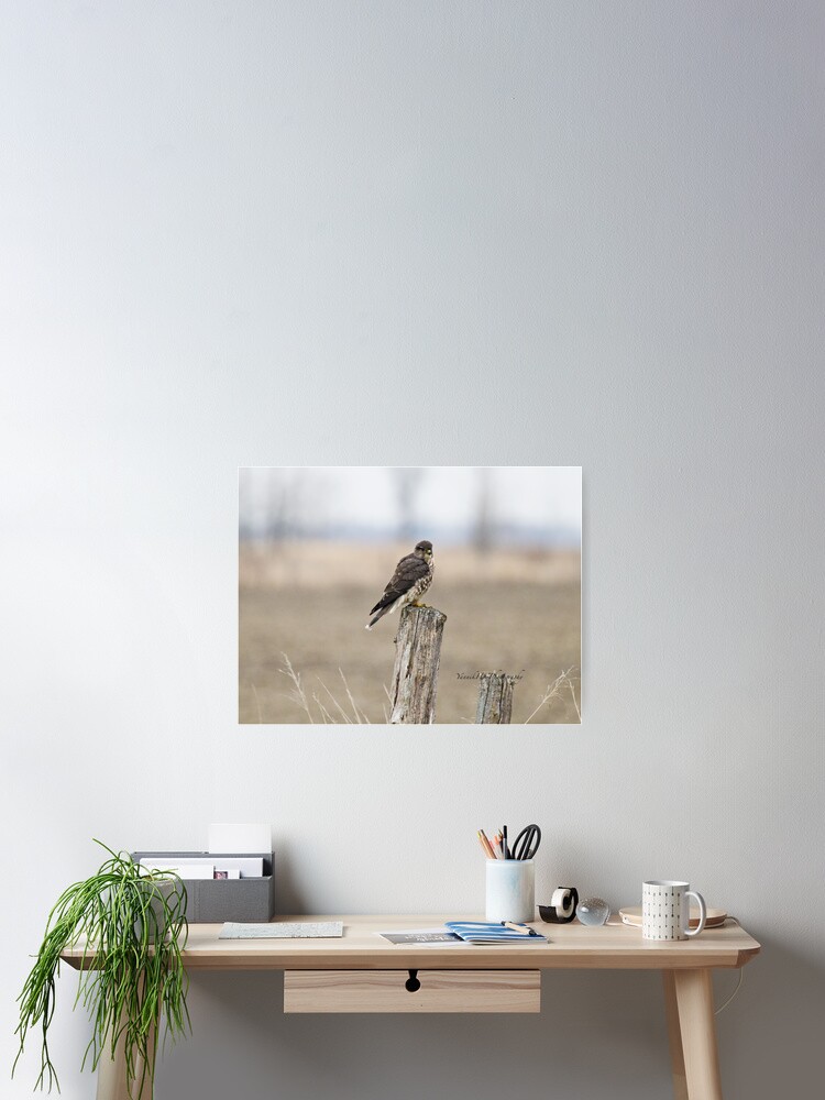 Thumbnail 2 of 3, Poster, Merlin on a Post designed and sold by Photograph2u.