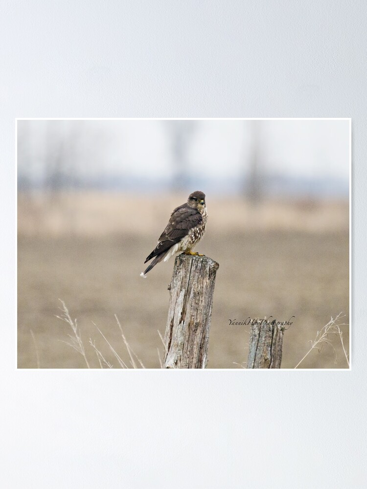 Thumbnail 1 of 3, Poster, Merlin on a Post designed and sold by Photograph2u.