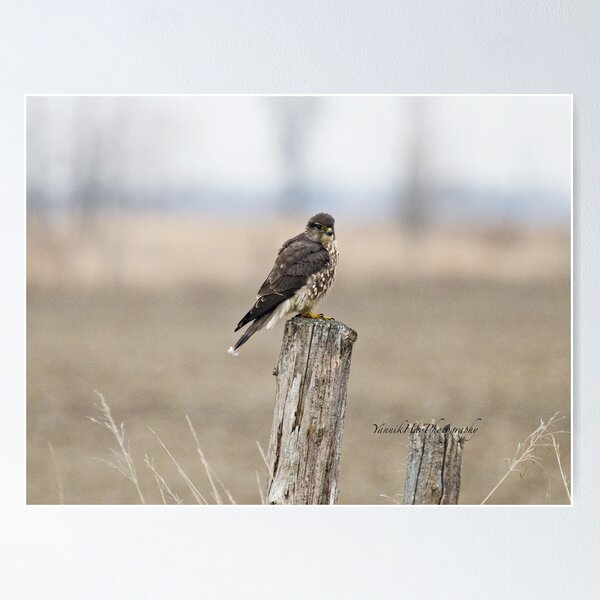 Item preview, Merlin on a Post designed and sold by Yannik Hay.