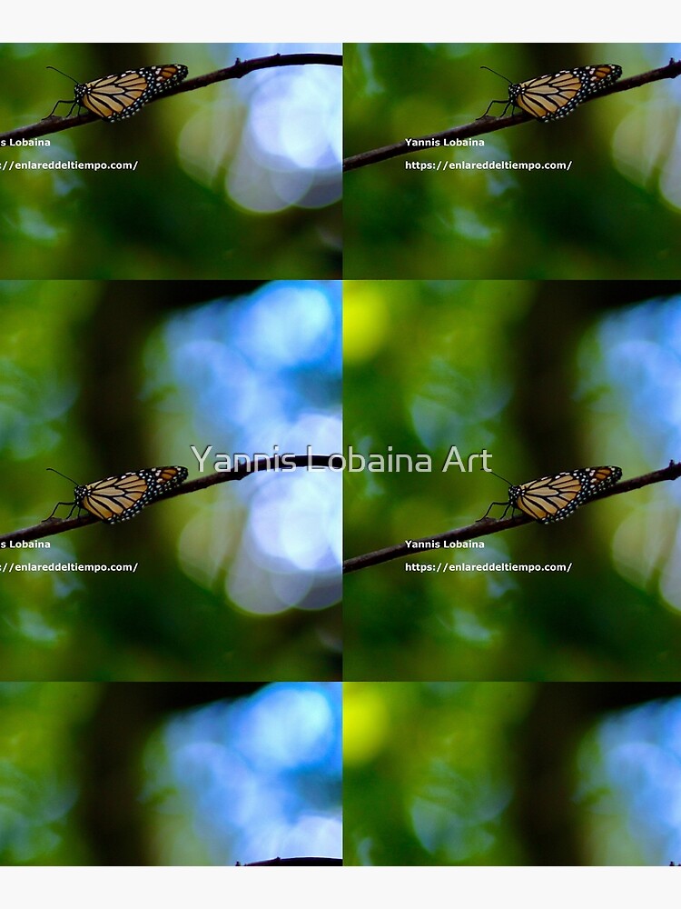 Copy of Monarch butterfly before flying in search of sun By Yannis Lobaina by lobaina1979