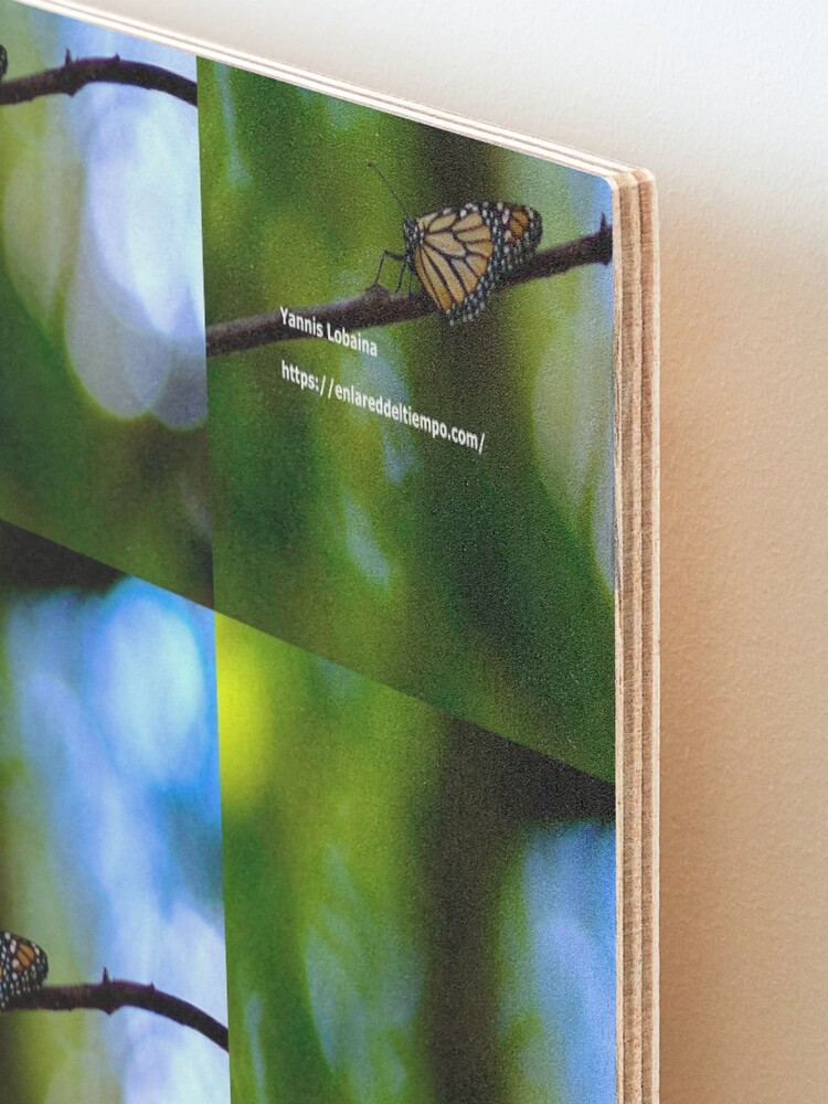 Alternate view of Copy of Monarch butterfly before flying in search of sun By Yannis Lobaina Mounted Print