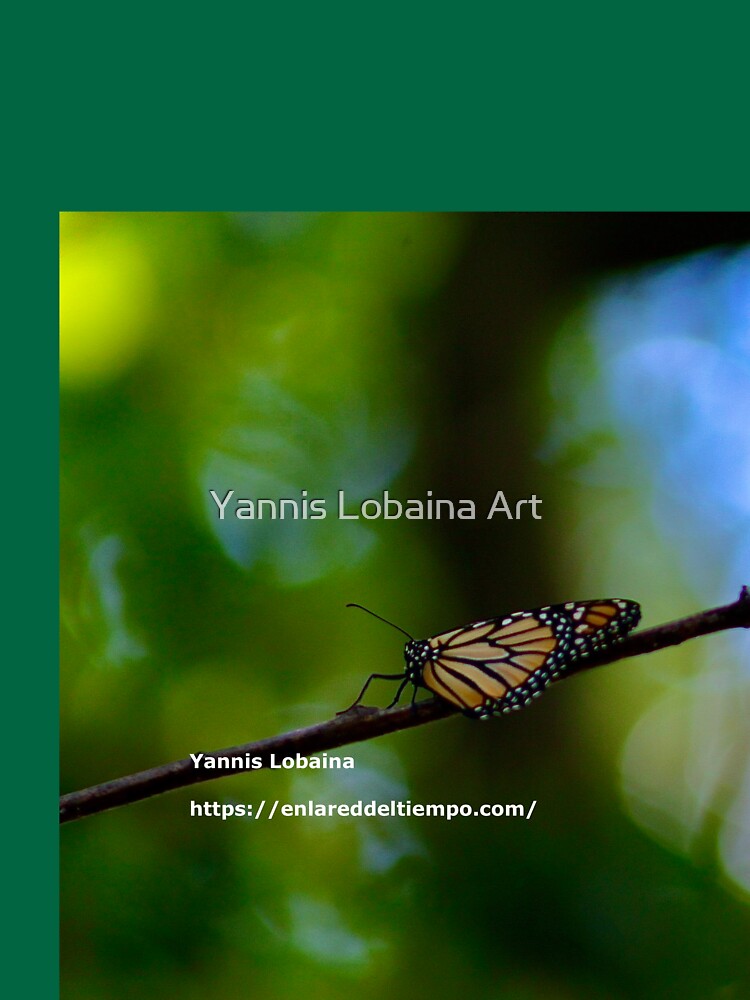 Copy of Monarch butterfly before flying in search of sun By Yannis Lobaina by lobaina1979